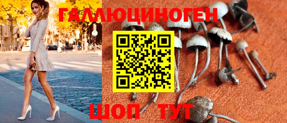 Карталы  Псилоцибиновые грибы Psilocybine cubensis  Вход с VPN 